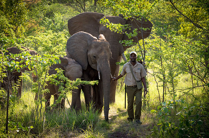A man guiding three elephants through bushland in Zimbabwe