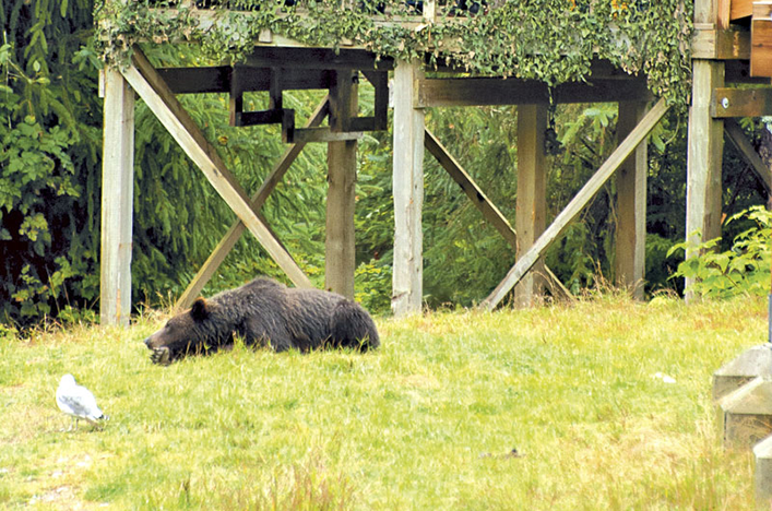 A Black Bear laying among grass at Knight Inlet, Canada