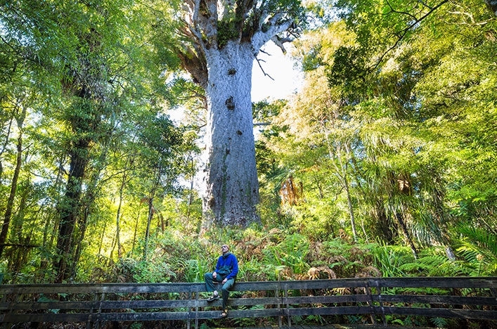 Tane Mahuta North Island New Zealand