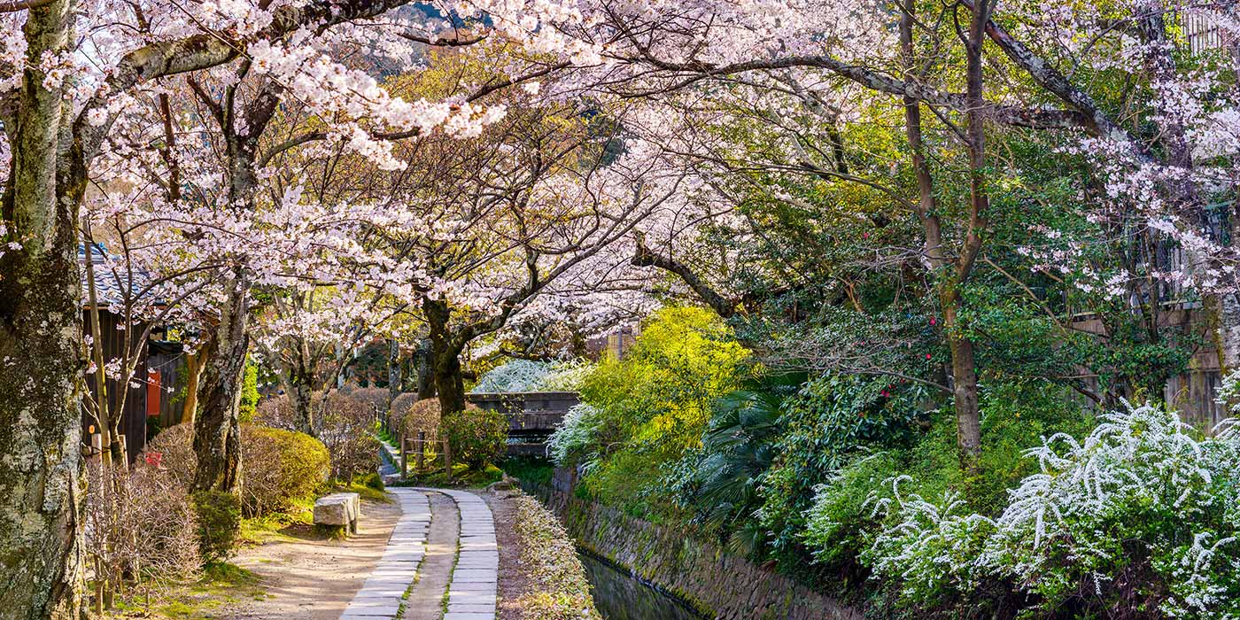 Pink cherry blossoms on the Philosophers Walk in Kyoto Japan