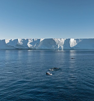 Ross Sea ice shelf and Orcas at East Antarctica
