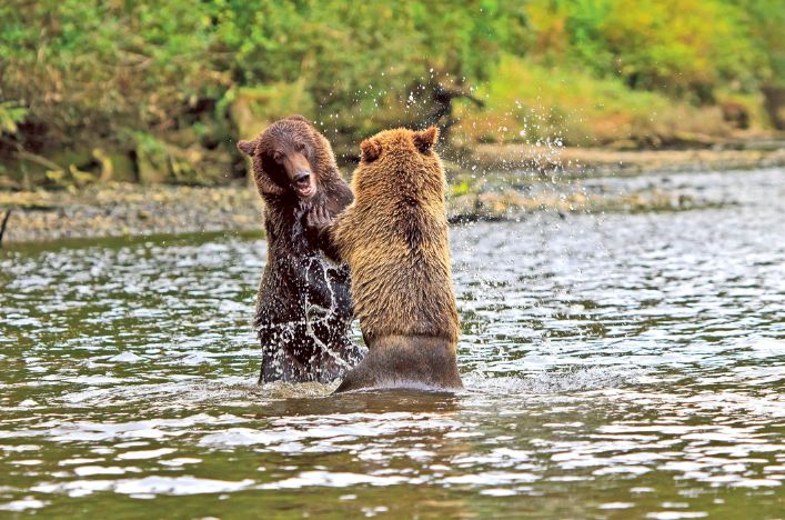 Grizzly bears in Knight Inlet, Canada