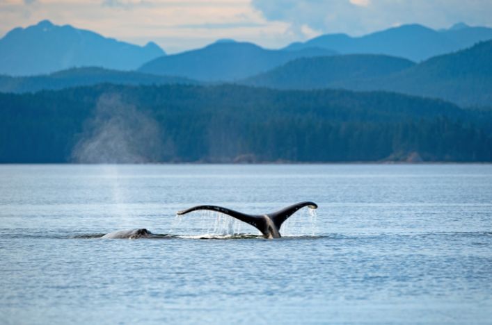 Humpback whale in Knight Inlet, Canada