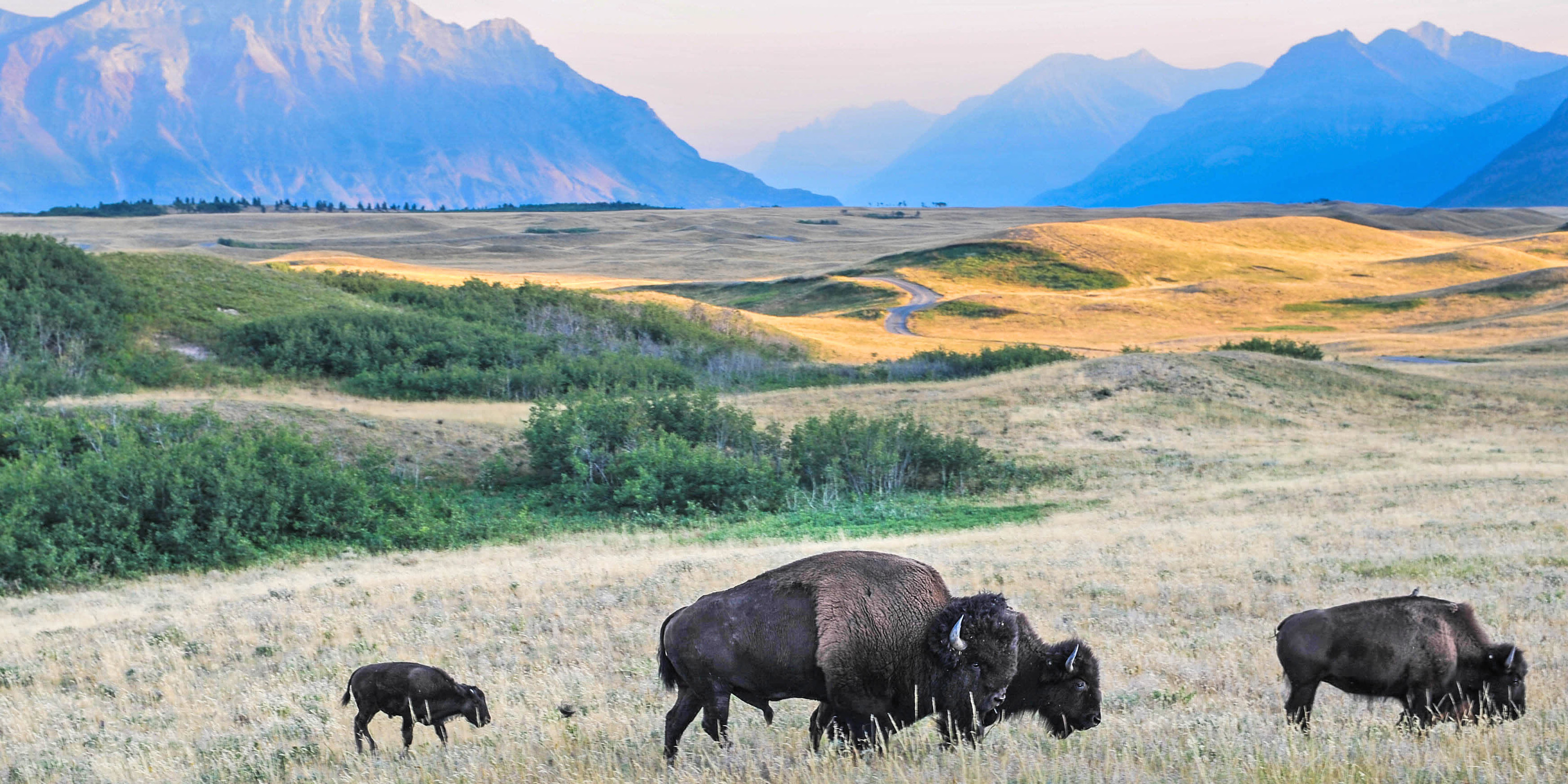Great Plains Bison, Rocky Mountains, Alberta, Canada