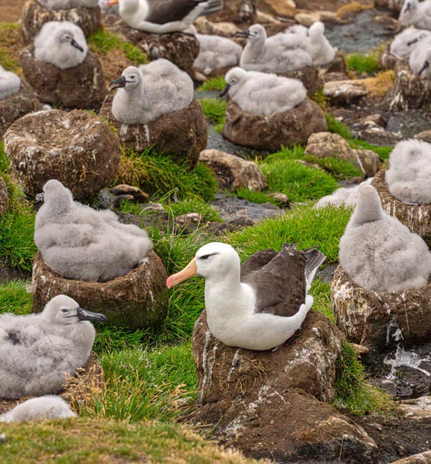 Albatross and Rockhopper Penguin chicks in the Falklands