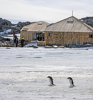 Penguins at Mawsons Huts, Cape Denison, East Antarctica