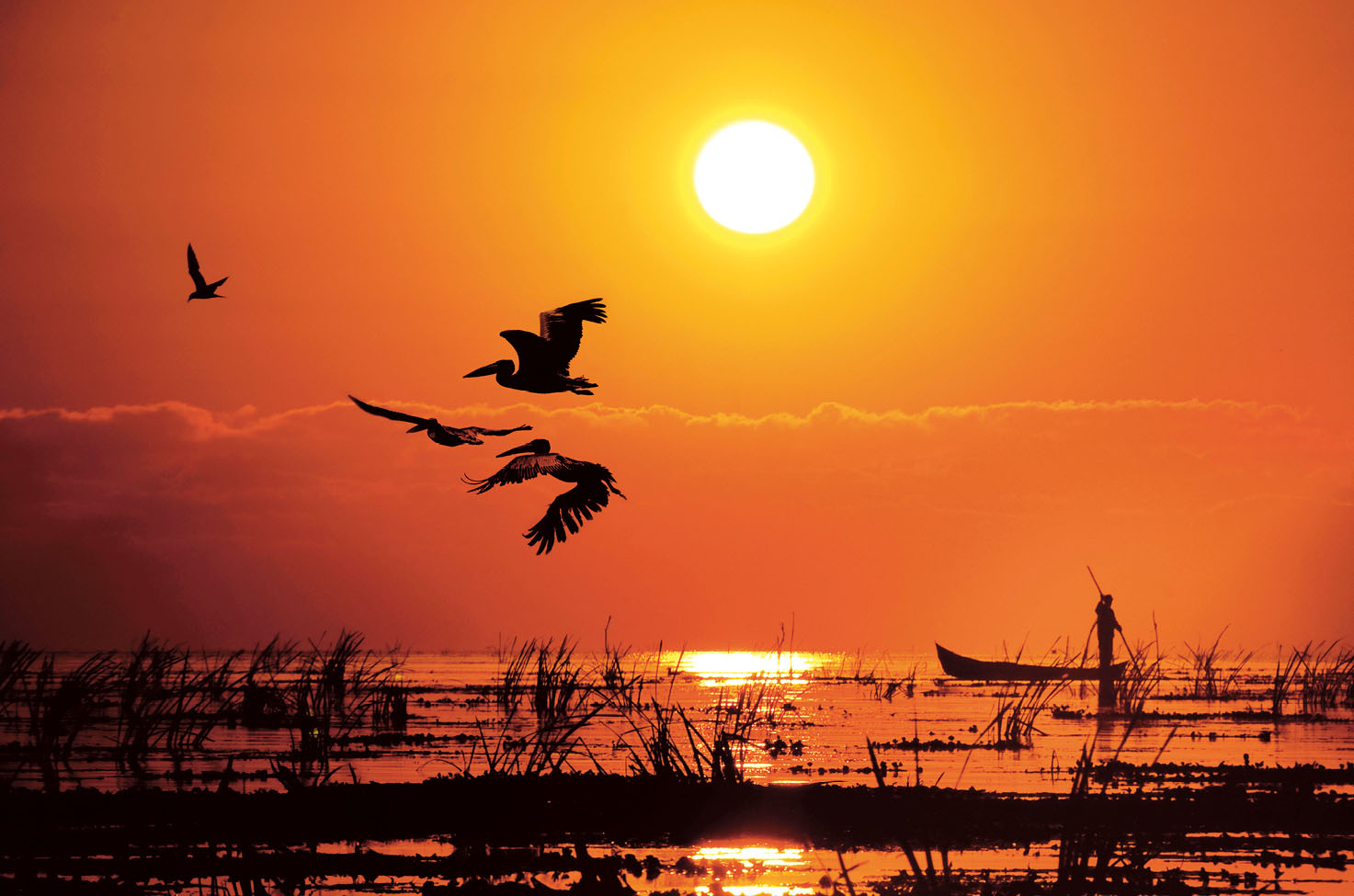 Pelicans flying over the Danube Delta in Romania at sunset.