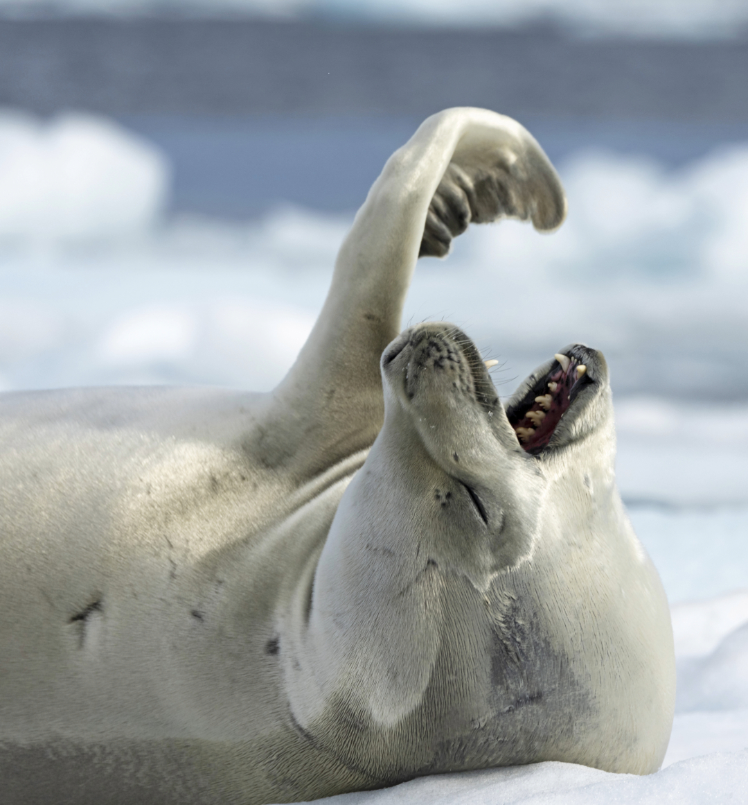 Crabeater seal antarctica