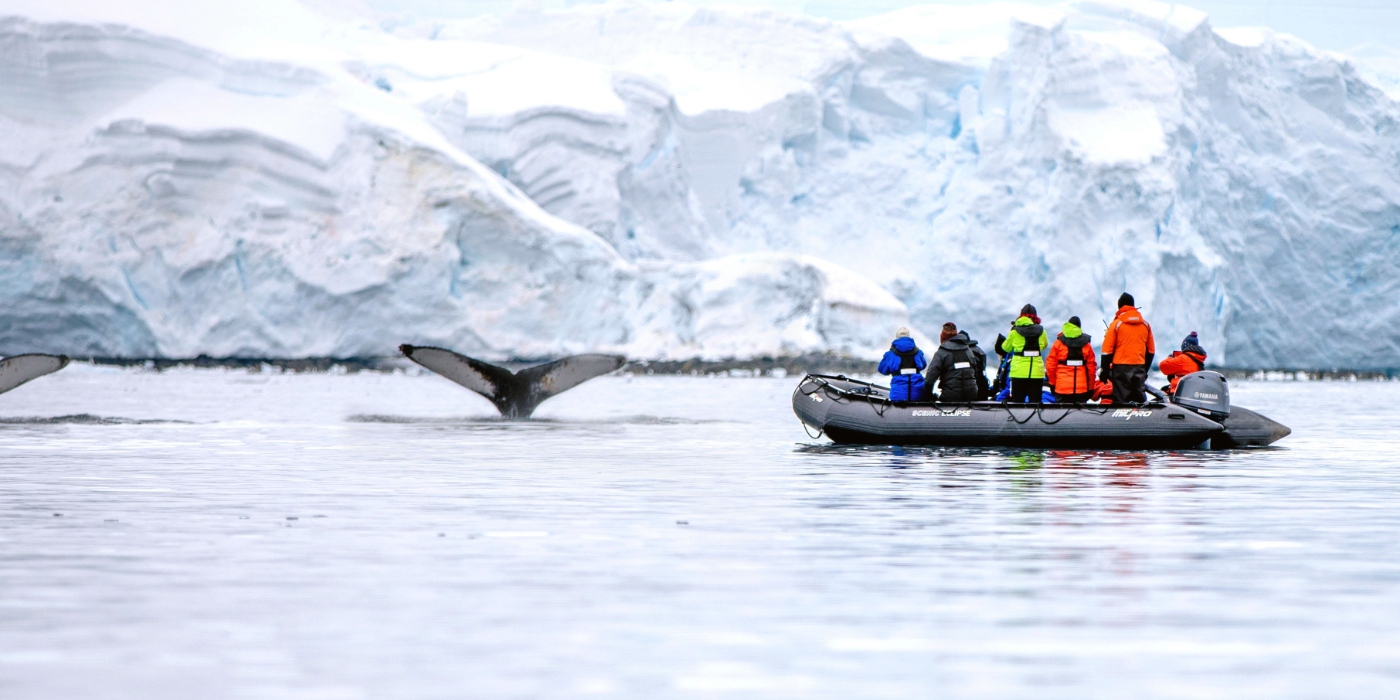 People in a Zodiac observing whales swimming nearby in a tranquil marine environment.
