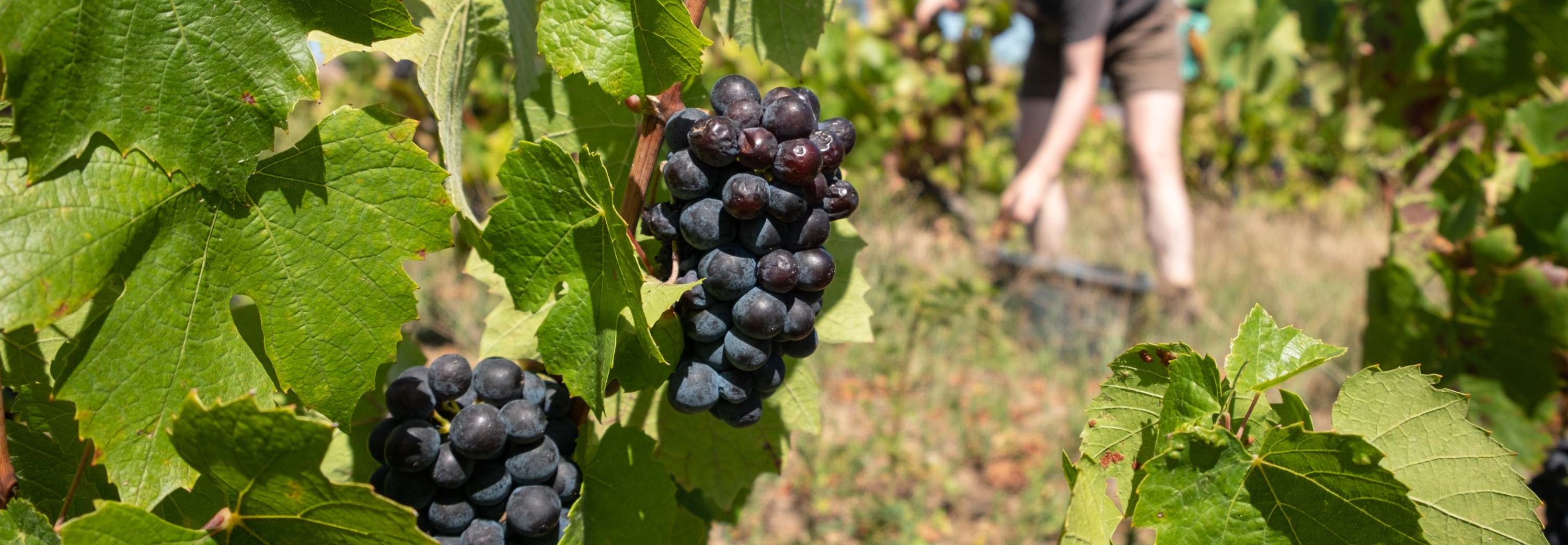 Hand harvesting wine grapes in the Beajolais region
