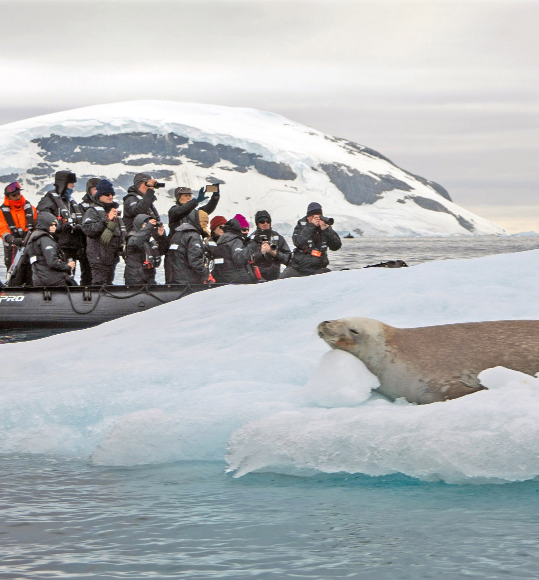 Tourist group on a boat looking closely at seals on ice berg