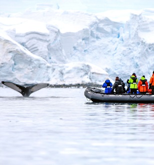 Group in small boat watching whale tail disappearing into water