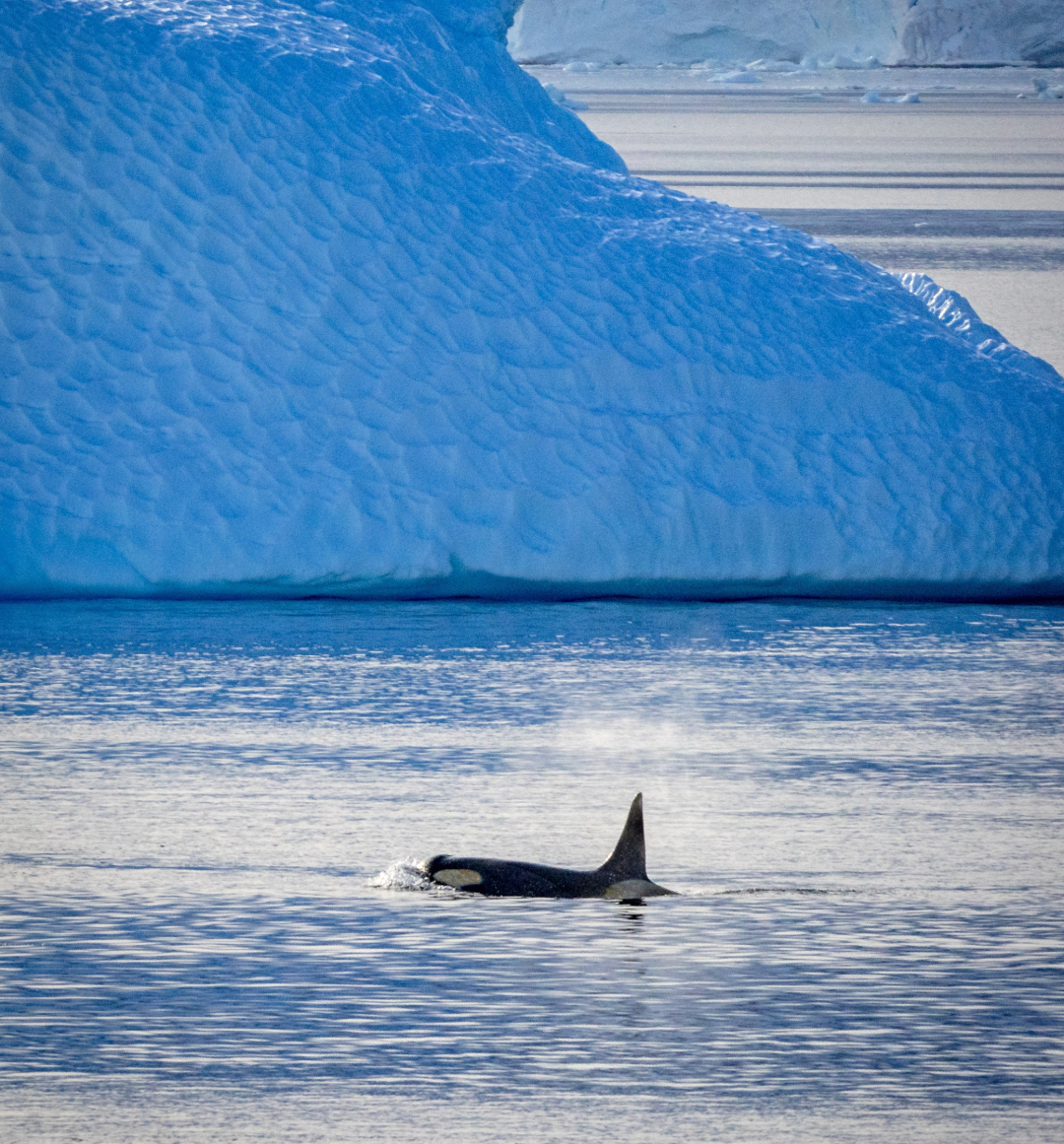 Killer whale in Antarctica waters