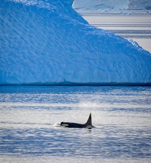 Killer whale in Antarctica waters