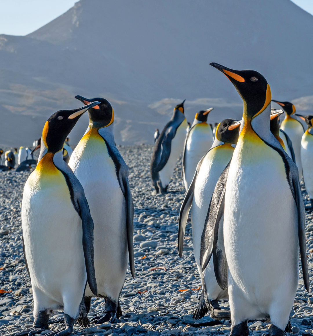 South Georgia penguins