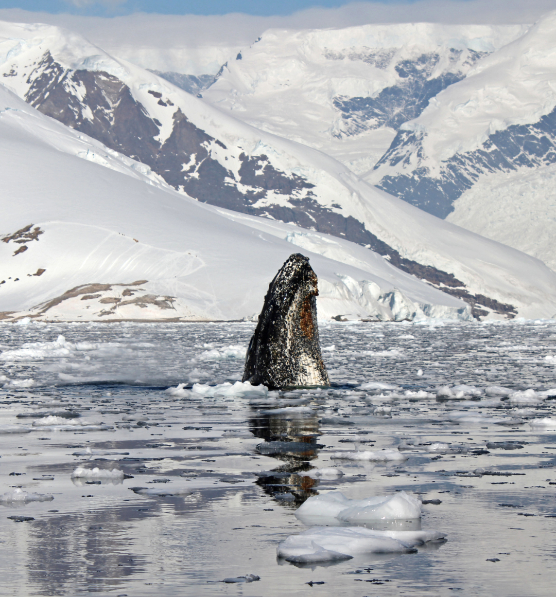 Humpback whale antarctica