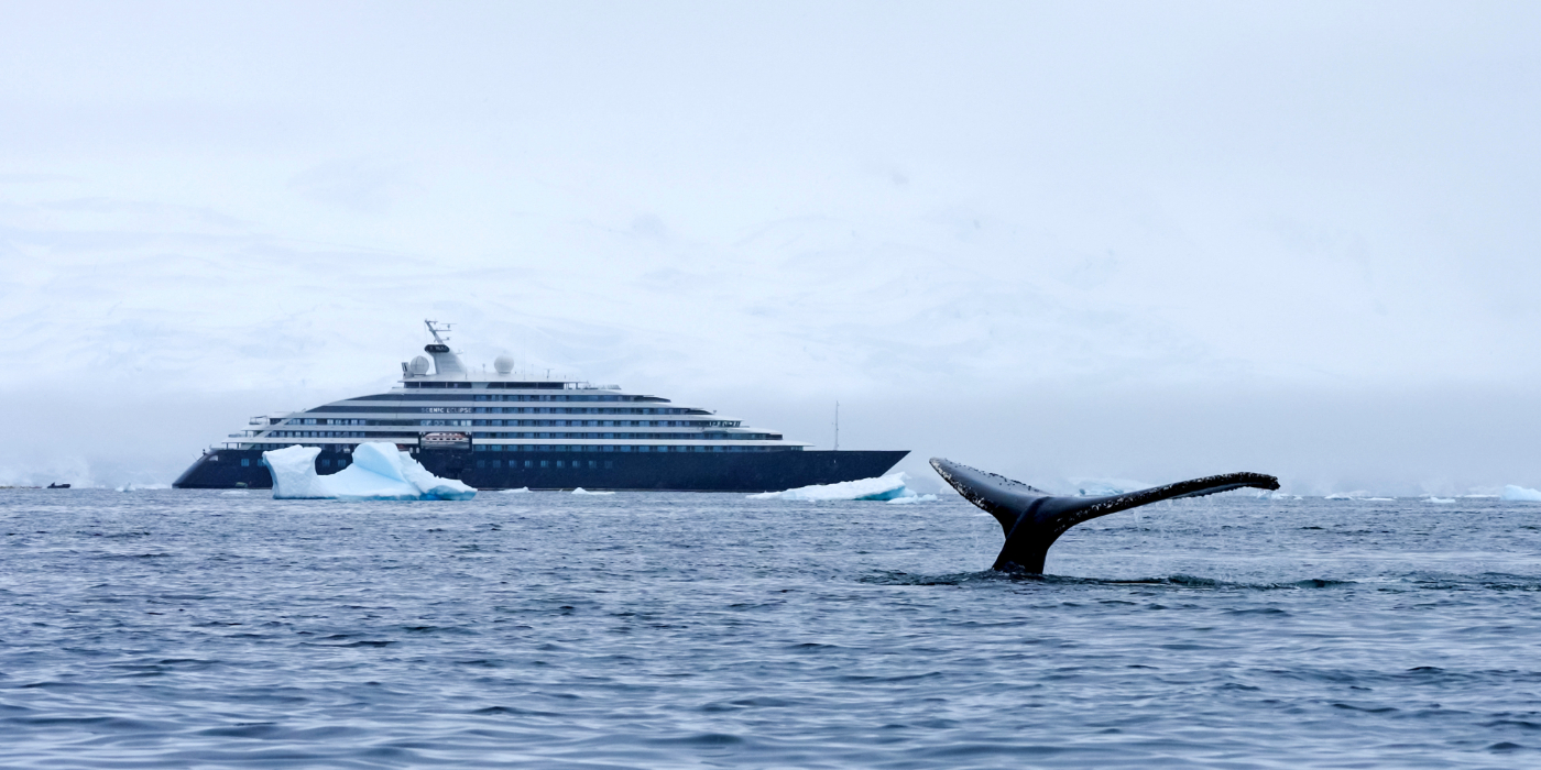 A whale tail emerges from the water with Scenic Eclipse in the distance, showcasing the beauty of marine life in a scenic setting.
