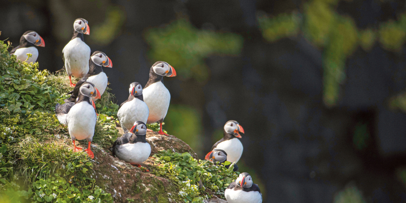 A colourful puffin walking on green coastal grass
