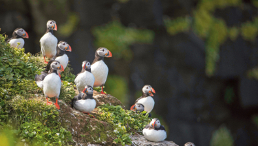 A colourful puffin walking on green coastal grass