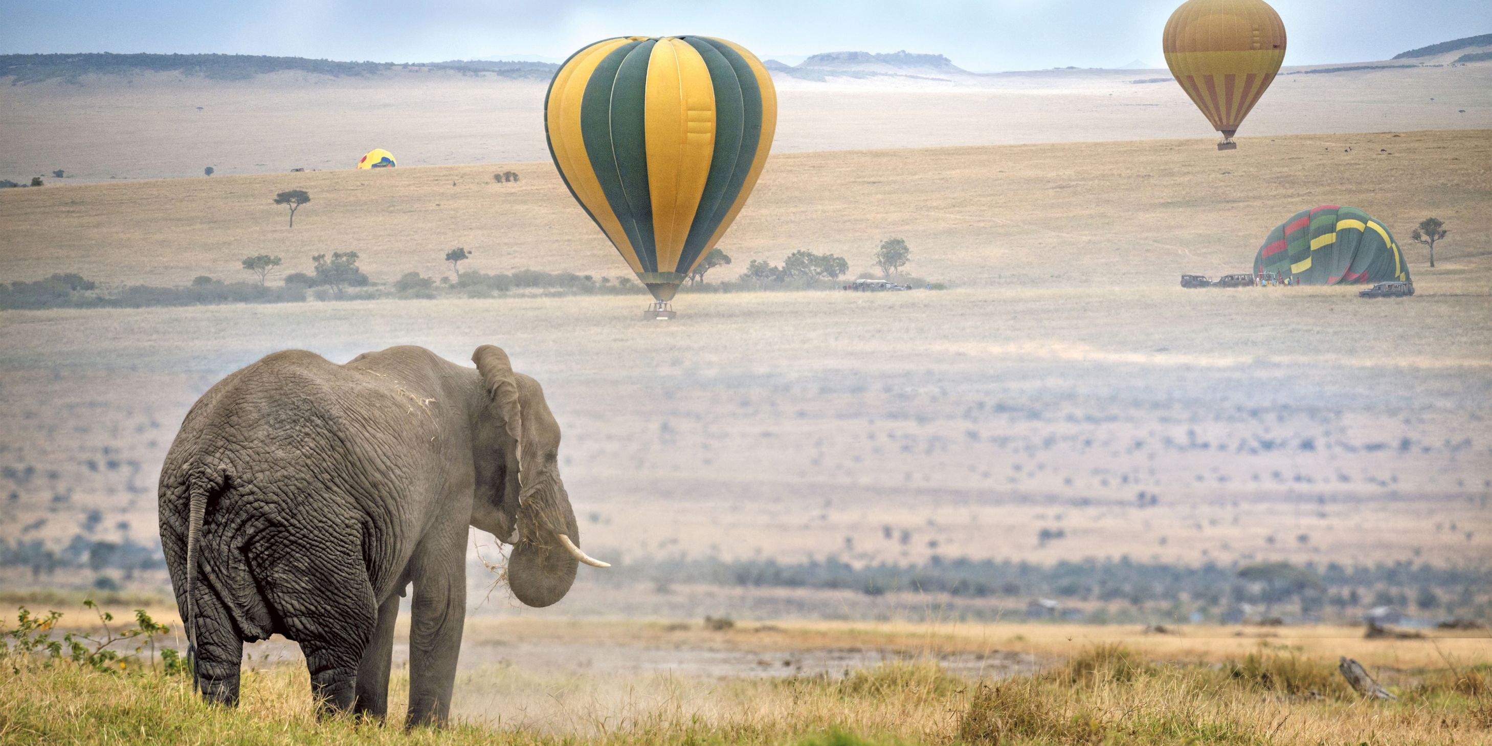 Elephant in front of a field with hot air balloons
