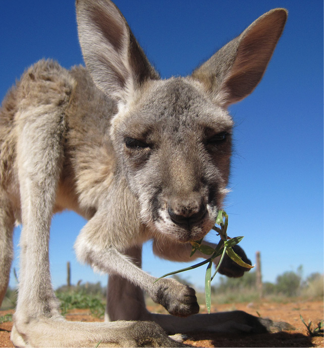Kangaroo crouching down eating some grass