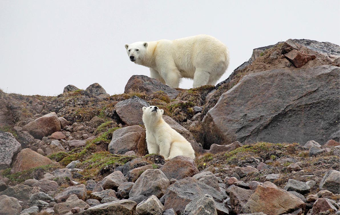 Baby Polar bear and its mother exploring a rocky ridge and looking our to the distance.    